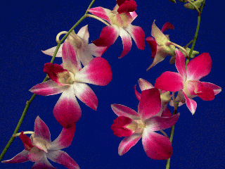 orchidee.gif