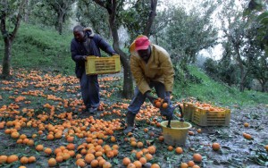 rosarno_lavoratori_immigrati