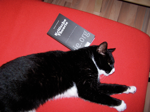 Antifa-Katze