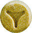 boomerang