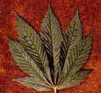 cannabis indica afghana