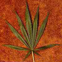 cannabis sativa colombiana