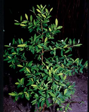 pianta di coca