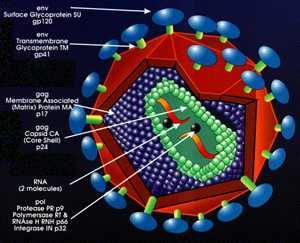 virus dell'HIV