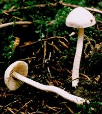 inocybegeophilla