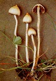 psilocibe semilanceata