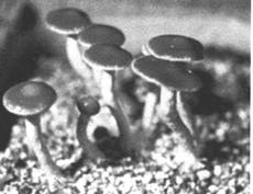 psilocybe cyanescens