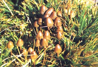 psilocybe