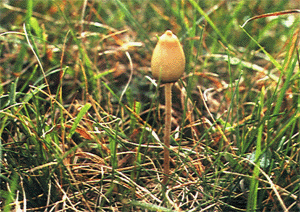 psilocybe