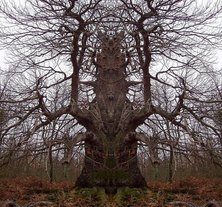 strangeTree1