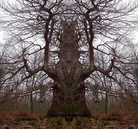 strangeTree1