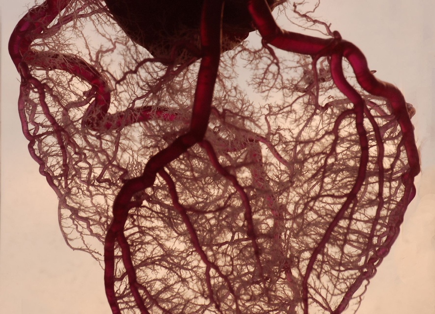 Anatomical-Heart - Copia