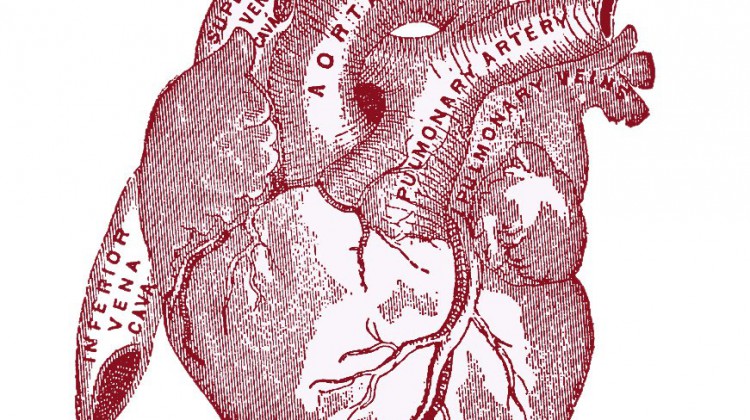 heart-vintageanatomy-graphicsfairy007red