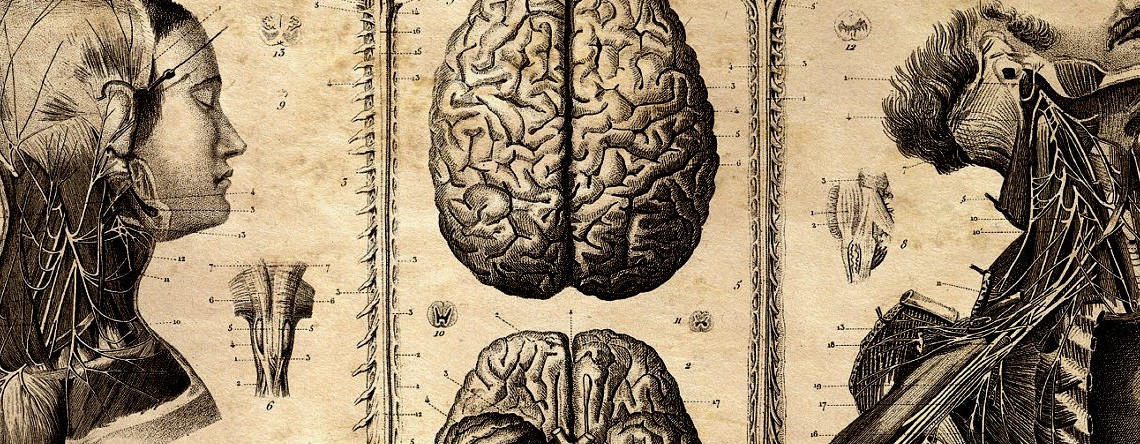 anatomical-diagram