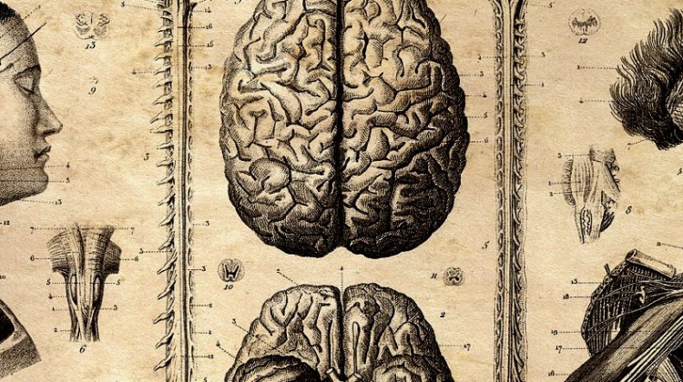 anatomical-diagram