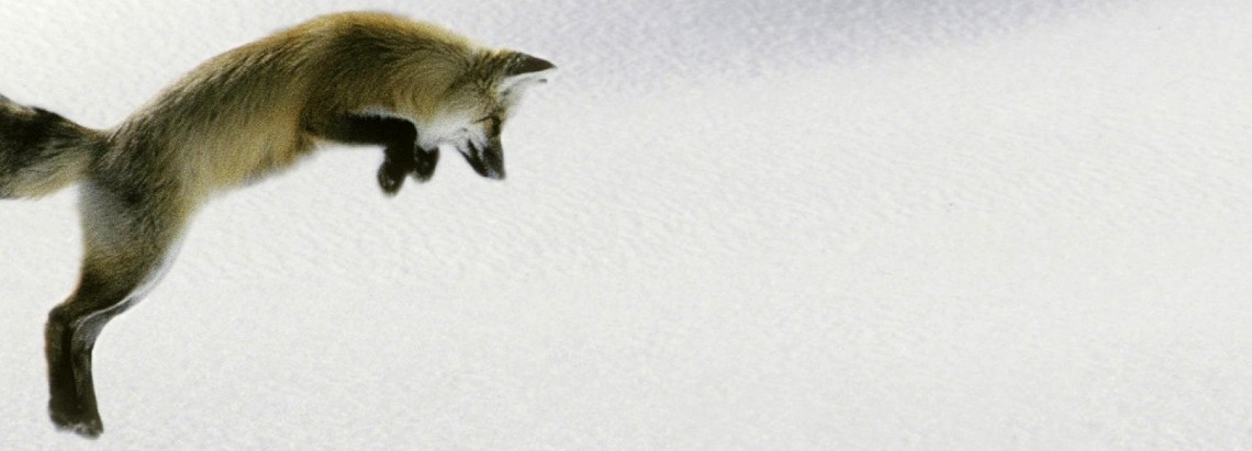 fox_jumping