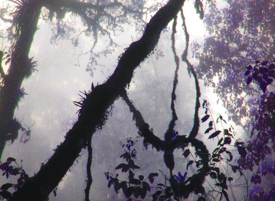 Selva_copertina