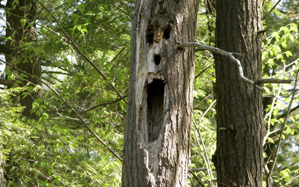 scary-tree-1024x768
