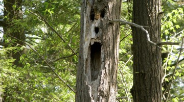 scary-tree-1024x768