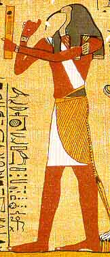 ibis