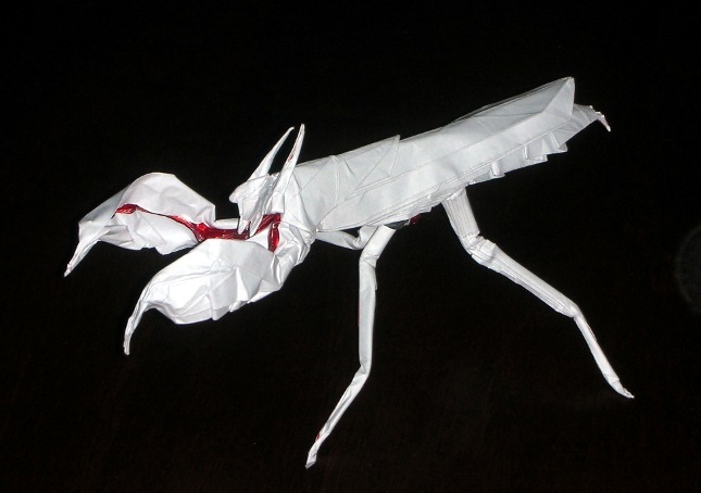 boxer_mantis_sirgo-2.jpg