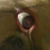 doggydog