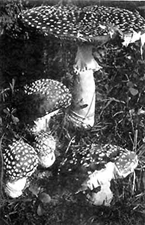 Amanita muscaria