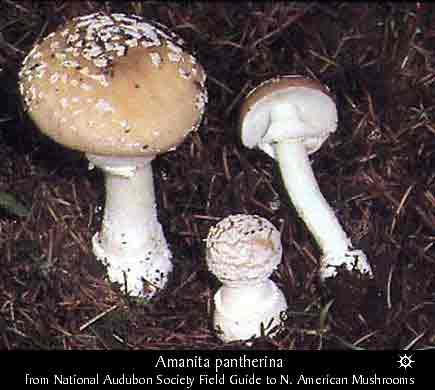 Amanita pantherina