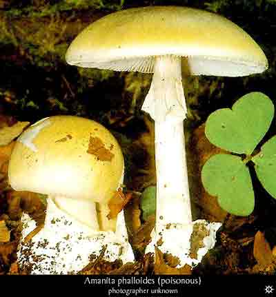 Amanita phalloides