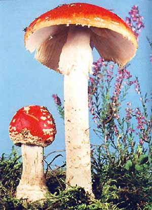 Amanita muscaria