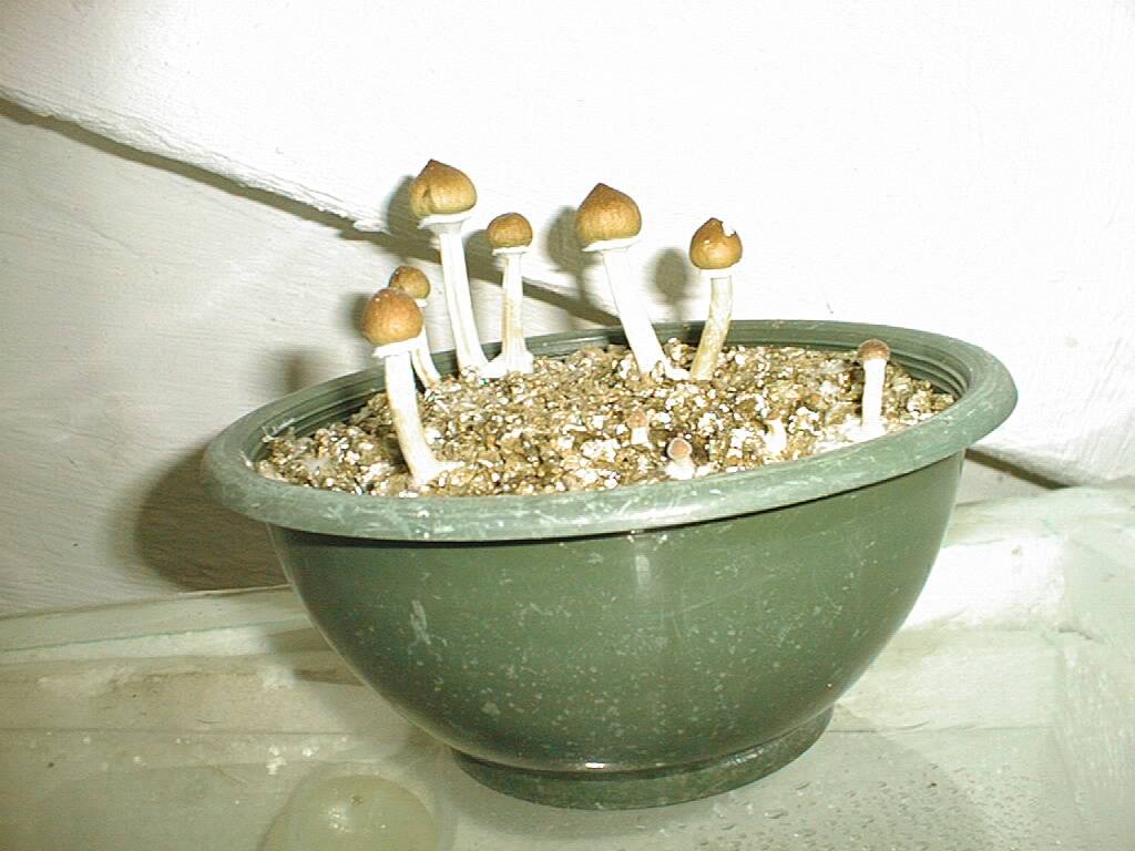 coltivazione casalinga di P.cubensis (da "Stirner" - Utrecht, Olanda)