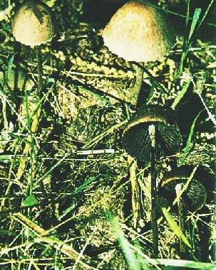 Panaeolus campanulatus var, sphinctrinus Fr.