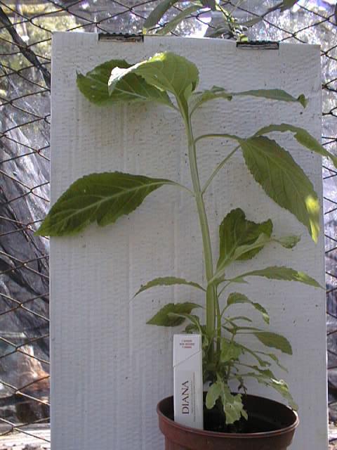 pianta salvia standard