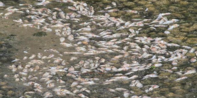 Ricordate la moria di pesci nel torrente Clarea?