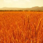 grano