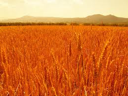 Il Grano rosso del Cels e la trazione animale…