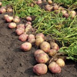 piantare-patate_NG2