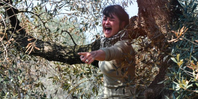 Xylella in Puglia: terremoto giudiziario, sequestrati ulivi, bloccate le eradicazioni